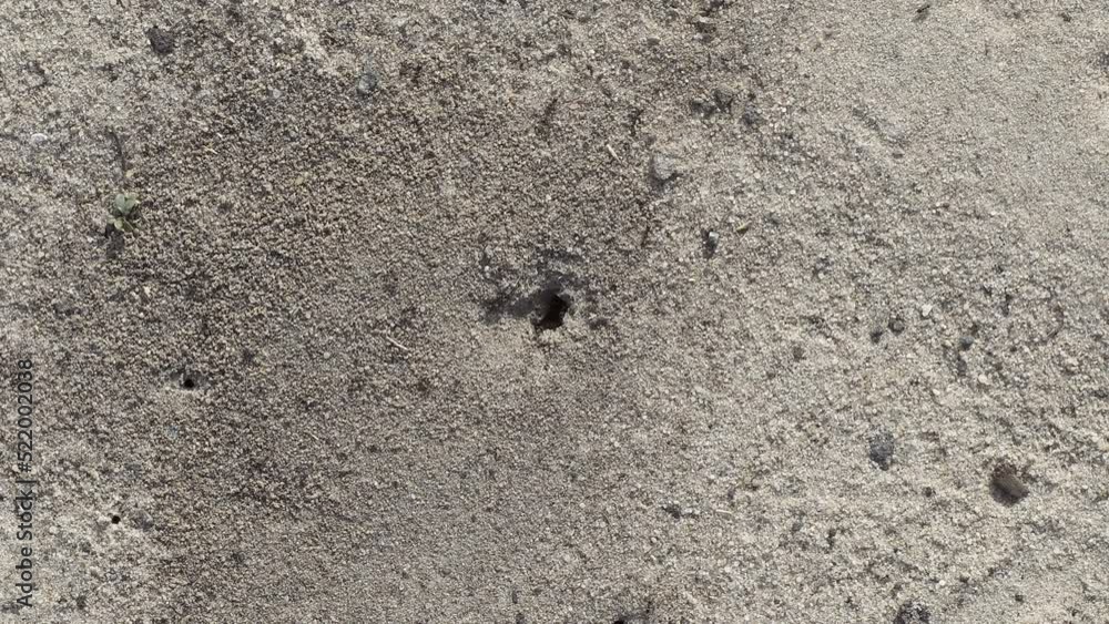 Anthill on sand surface. Top view. Anthill on sand surface. Top view.
