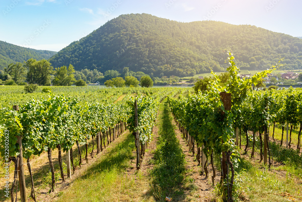Vineyards in Durnstein town. Wachau valley. Lower Austria