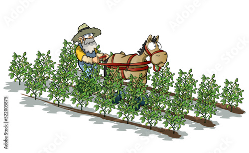 old farmer and horse working on a soy plantation