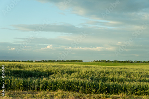 south of Ukraine. a field of wheat before a thunderstorm