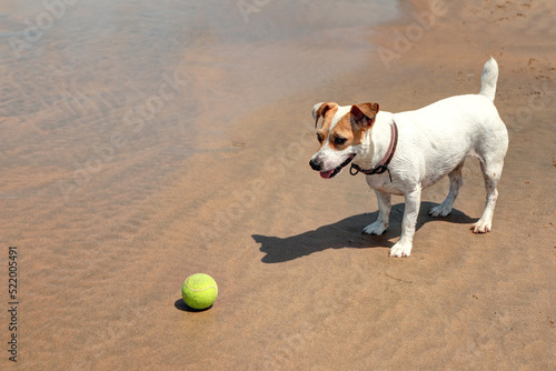 Chien Jack Russell terrier joue avec une balle à la mer