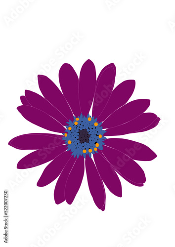 gerbera purple