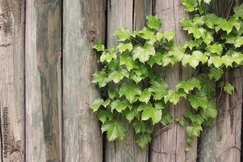 green ivy on wooden wall © Lina