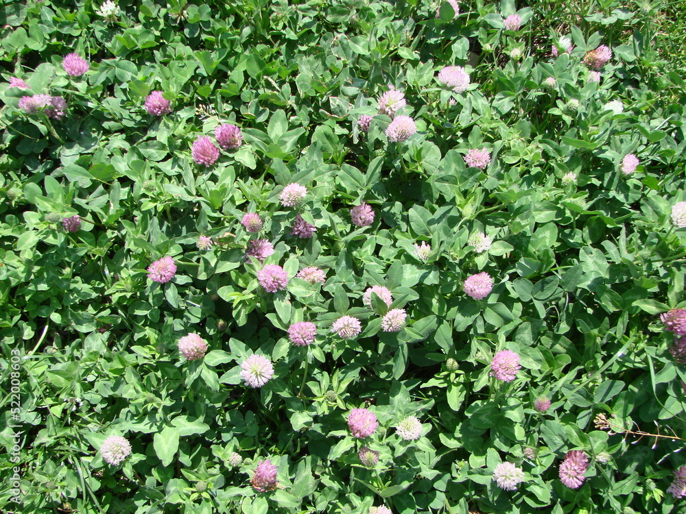 Trifolium pratense. Thickets of a blossoming clover Trifolium pratense. Thickets of a blossoming clover