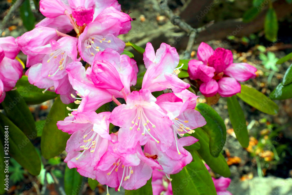 Close-up of a flowering azalea branch in the garden. Close-up of a flowering azalea branch in the garden.