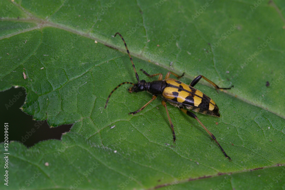 Un coléoptère jaune et noir aux allures de guèpe, le lepture tacheté (Rutpela maculata) Stock