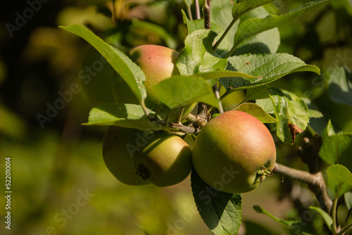 apples on a small tree in Summer