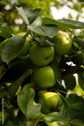 apples on tree in summer