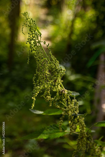 nettle in summer, burn nettle