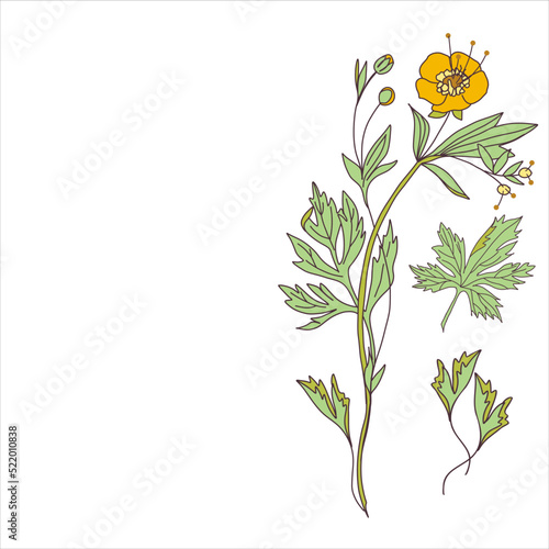 Vector stock illustration of yellow buttercup. Yellow branch of ranunculus herb. Wedding card template.
