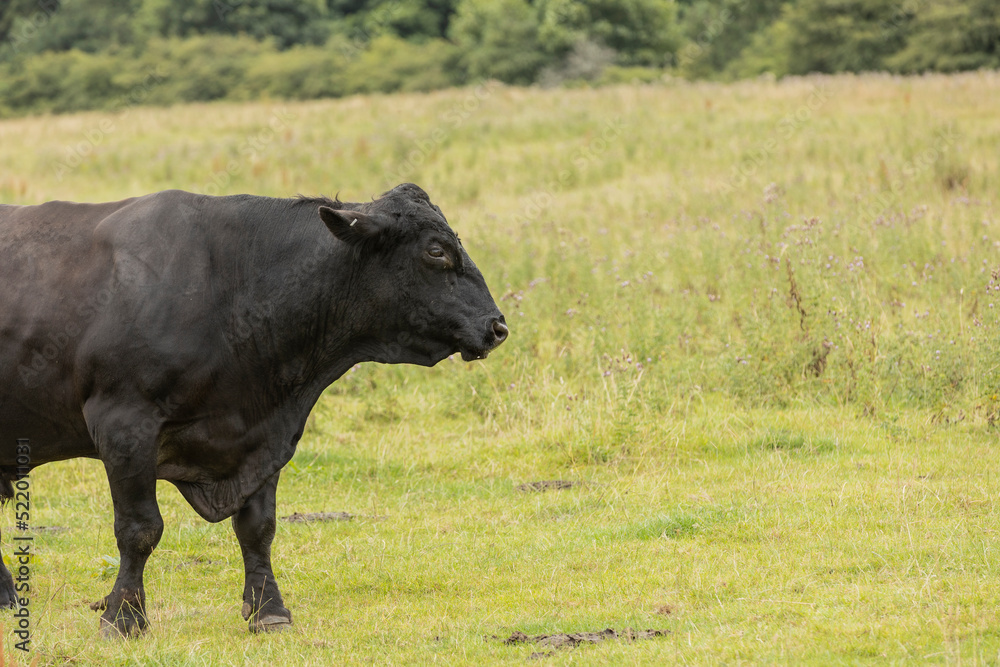 close up of uk black stud bull walking and looking right copy space close up of uk black stud bull walking and looking right copy space