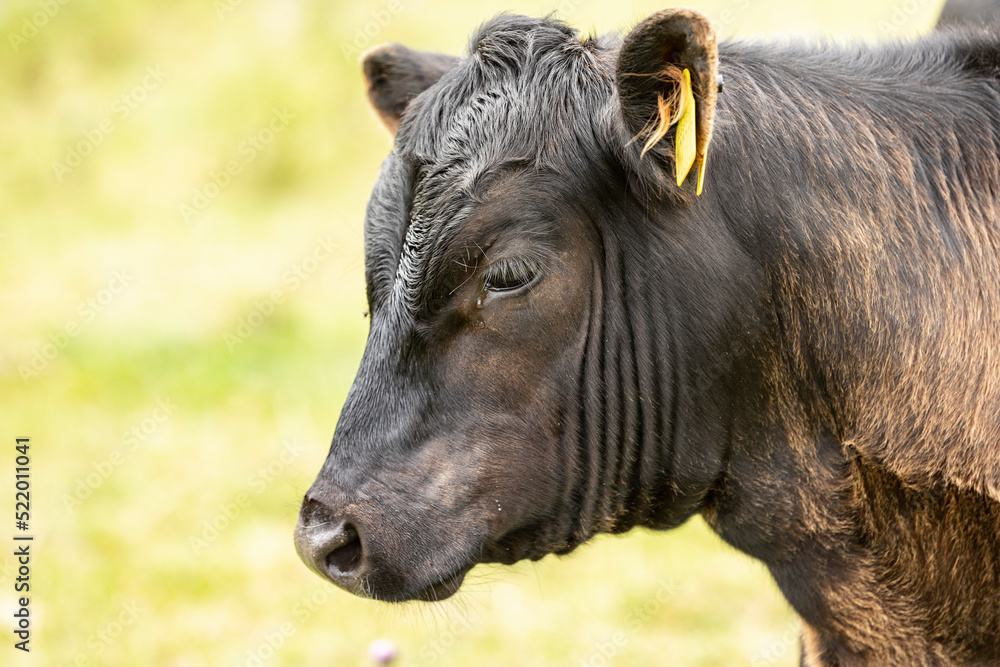 Close up of black Angus calf with yellow ear tag and out-of-focus background Close up of black Angus calf with yellow ear tag and out-of-focus background