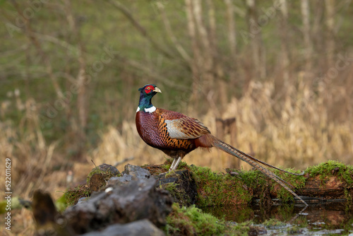 male Ringneck Pheasant (Phasianus colchicus) close up warm light looking right