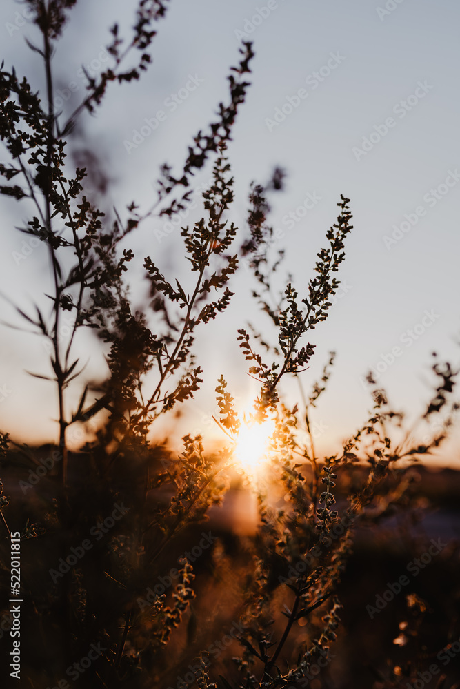 Golden Hour - Gräser im Sonnenuntergang Golden Hour - Gräser im Sonnenuntergang