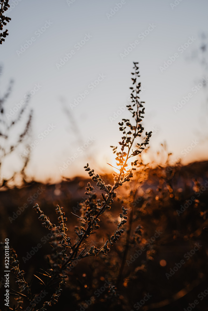 Obraz premium Golden Hour - Gräser im Sonnenuntergang