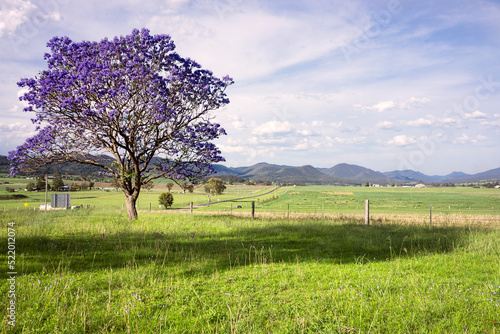 Countryside in Southern Queensland Australia with .a beautiful jacaranda tree in the foreground. photo