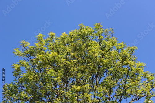 Vibrant green tree with clear blue sky