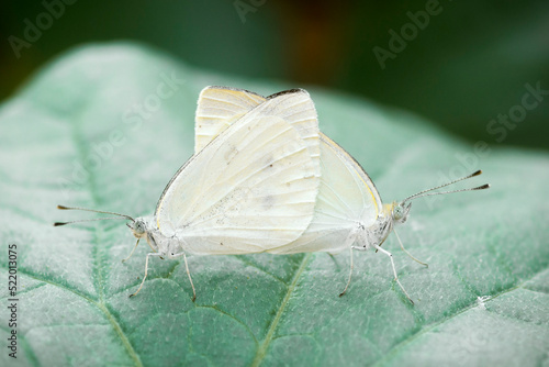 Copulating pair of cabbage white butterflies mating (Pieris Rapae)
