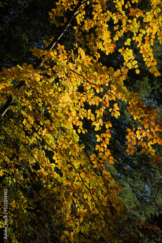 Autumn forest, undergrowth with green, yellow and golden foliage in Auvergne