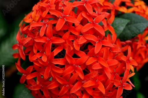 red flower petals