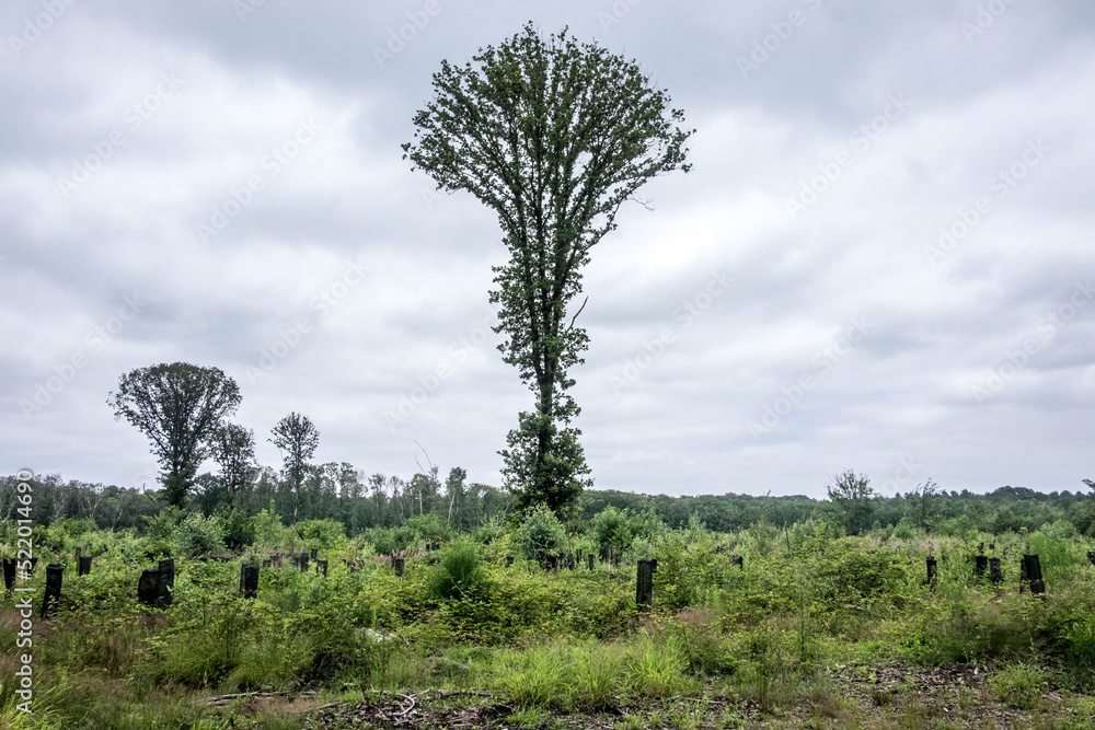 Obraz premium Forêt de Montmorency