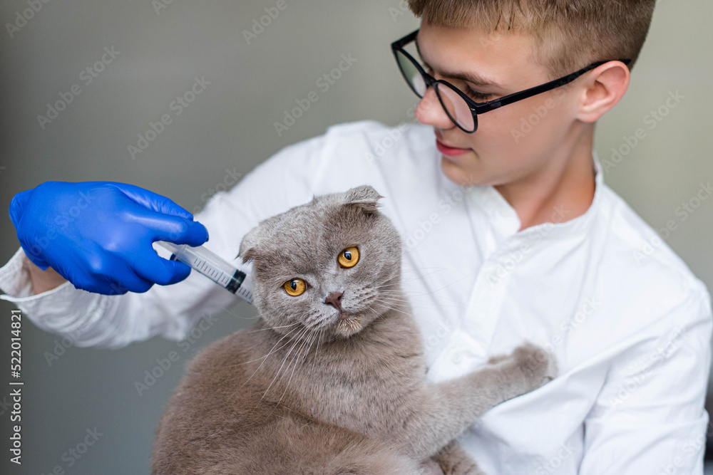 a young veterinarian in blue gloves gives an injection to a purebred cat a young veterinarian in blue gloves gives an injection to a purebred cat