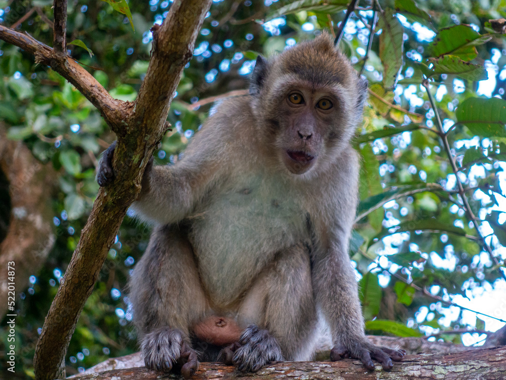 Long tailed macaque monkey Mauritius portrait Long tailed macaque monkey Mauritius portrait