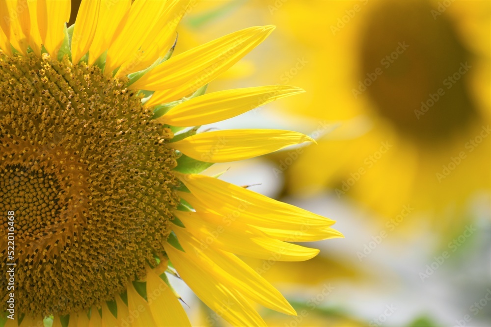 Naklejka premium ひまわり、向日葵、滋賀県、近江八幡、大中湖、黄色、緑、種、ひまわりの種