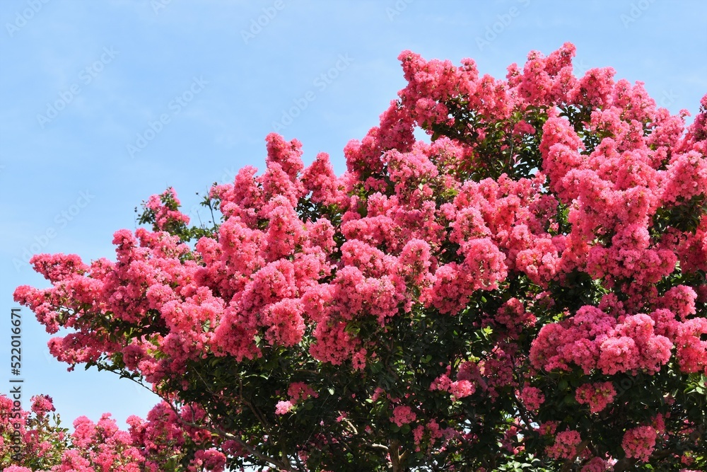 百日紅、さるすべり、百日紅の花、青空、夏空 百日紅、さるすべり、百日紅の花、青空、夏空