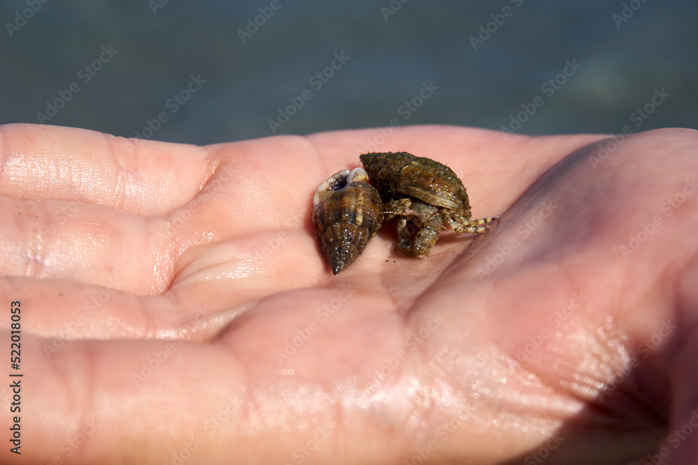 hermit crab looking for a new home