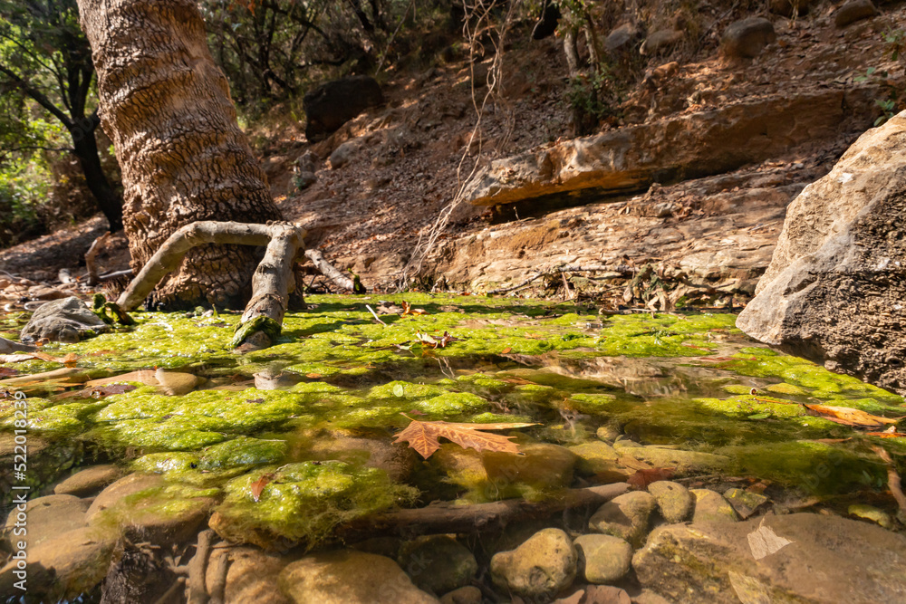 Fresh, cold, fast, shallow stream En Hardalit flows in the north of Israel, not far from Nahariya city Fresh, cold, fast, shallow stream En Hardalit flows in the north of Israel, not far from Nahariya city
