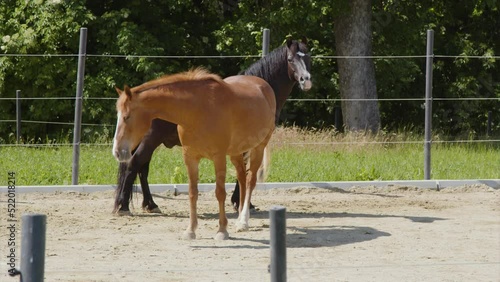 two horses playing at paddock photo