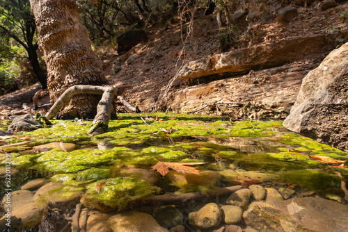 Fresh,  cold, fast, shallow stream En Hardalit flows in the north of Israel, not far from Nahariya city photo