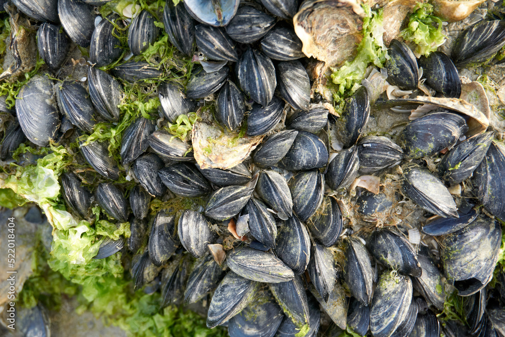 close up of shells coming to beach on rocks at ebb tide