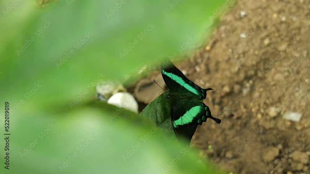 Emerald swallowtail or peacock butterfly (Papilio palinurus) in a 4k closeup video. Beautiful insects of the world, nature details filming. Emerald swallowtail or peacock butterfly (Papilio palinurus) in a 4k closeup video. Beautiful insects of the world, nature details filming.