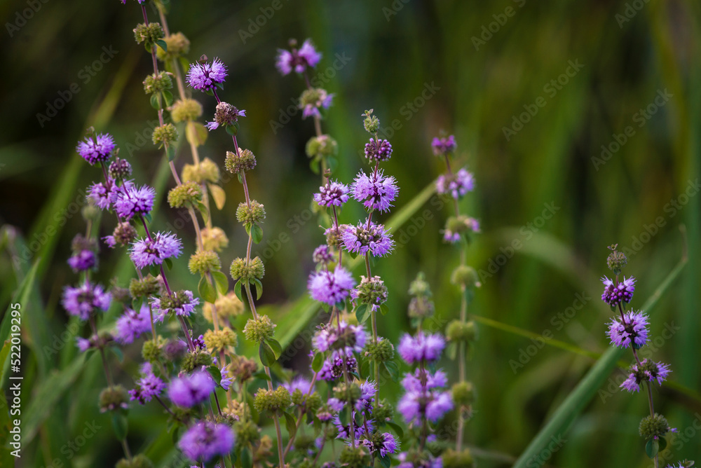 Obraz premium Blooming Mentha pulegium in the Medicinal botanical garden river Meadow filled with purple pennyroyal flowers in late afternoon light, blurred bokeh. mint arvensis wild