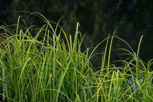 carex elata, Grashalme (syn. stricta), Tussock sedge grass near fiver nistru Moldova Dniester, Alliums Typha. rush (Butomus umbellatus) photo