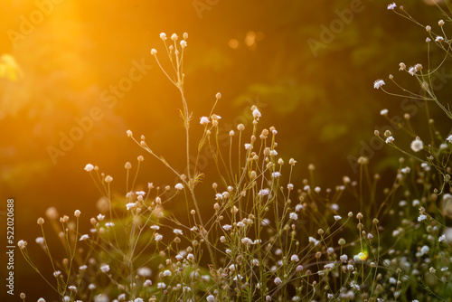 White cephalaria leucantha, Meadow. morning sunlight sunrise Wild flowers and plants sunset, Autumn field sunset background wallpaper bushgrass Giant scabious warm