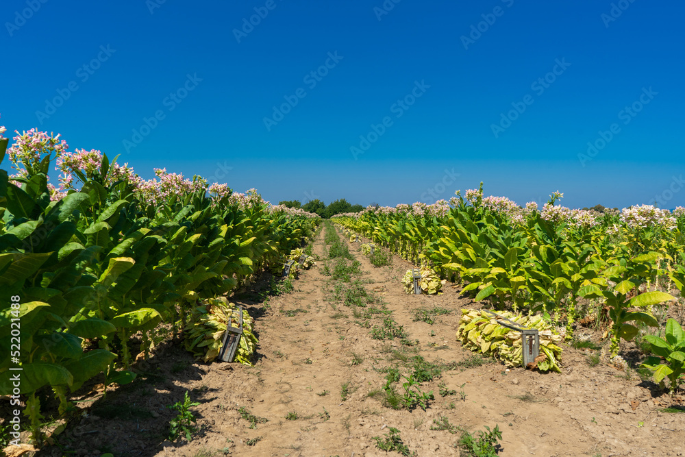 Tobacco plantation by agriculturist in village farm with beautiful blue sky