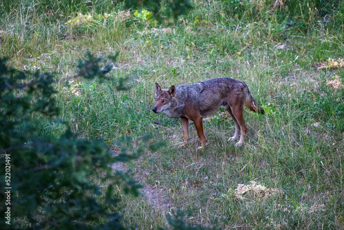 Italian wolf  Canis Lupus Italicus  unique subspecies of the indigenous gray wolf. Adult specimen taken in the forest.