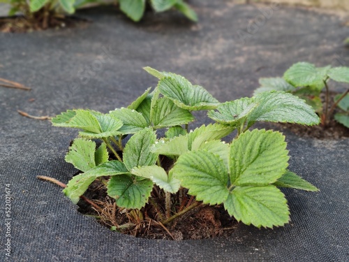 Young strawberries germinate in the garden under the agromaterial. Agrotechnics of strawberry cultivation.