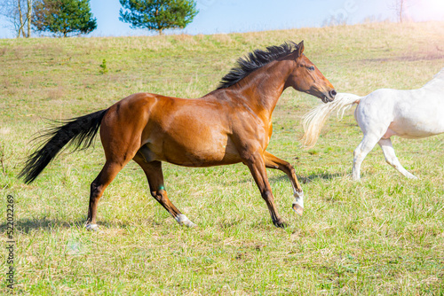 two horses running on the meadow