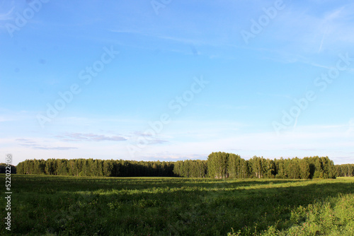 Wallpaper Mural summer field forest blue sky clouds Torontodigital.ca