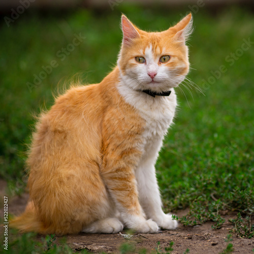 red Cat with kind green eyes, Portrait cute red ginger kitten. happy adorable cat, Beautiful fluffy red orange cat lie in grass outdoors garden