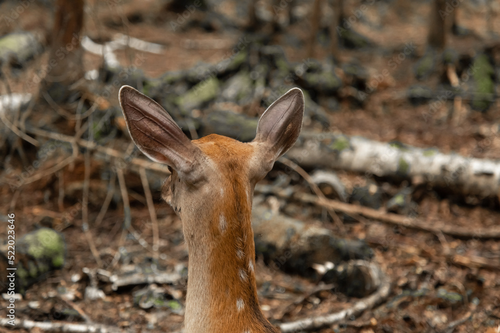 Head red deer in forest. A female red deer on vacation. A wild animal lies on the ground resting. Close up, backside view Head red deer in forest. A female red deer on vacation. A wild animal lies on the ground resting. Close up, backside view