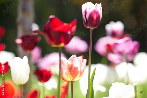 gardening  botany and nature concept - close up of beautiful tulip flowers at summer garden