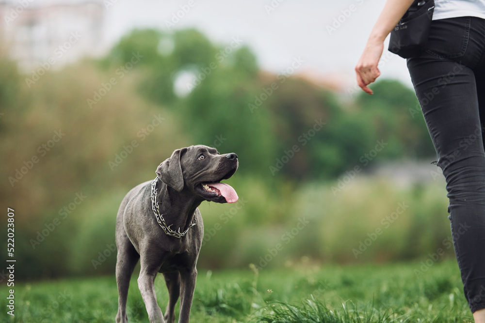 Young brunette is having a walk with her dog outdoors Young brunette is having a walk with her dog outdoors