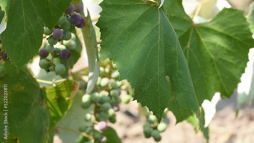 Beautiful fresh grapes growing under the summer light Beautiful fresh grapes growing under the summer light