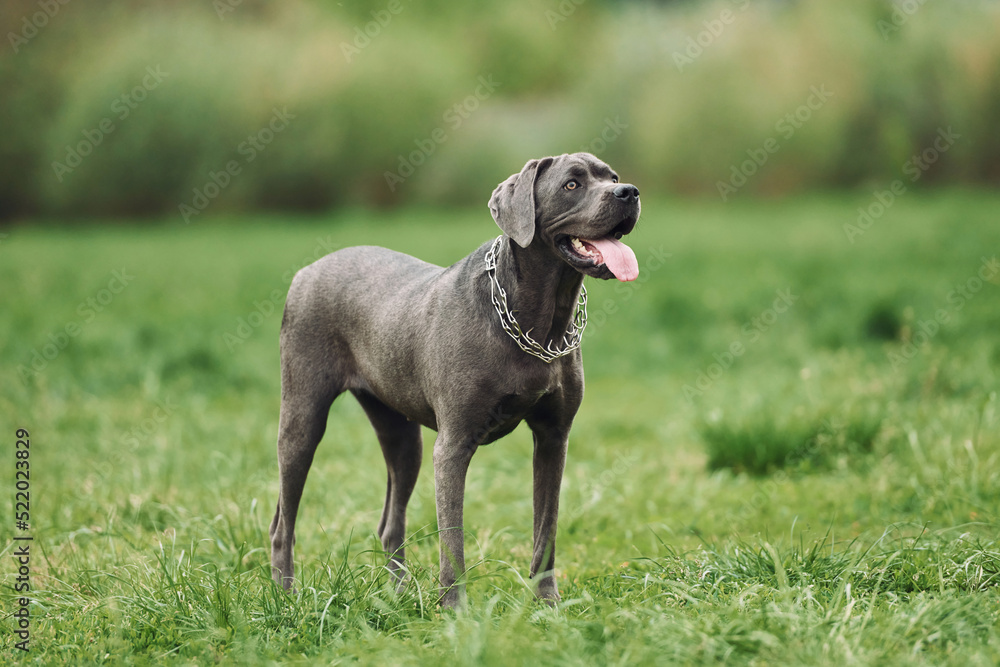 Standing on the green grass. Portrait of dog with short black fur that is having a walk outdoors at summertime Standing on the green grass. Portrait of dog with short black fur that is having a walk outdoors at summertime
