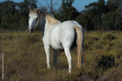 Chevaux Camarguais Provence